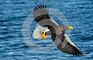 Adult Steller`s sea eagle fishing. Blue ocean background