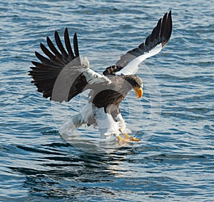 Adult Steller`s sea eagle fishing. Blue ocean background.