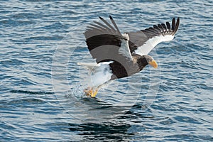 Adult Steller`s sea eagle fishing. Blue ocean background.