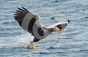 Adult Steller`s sea eagle fishing. Blue ocean background.