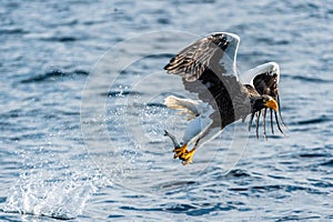 Adult Steller`s sea eagle fishing. Blue Ocean Background.