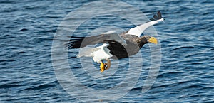 Adult Steller`s sea eagle fishing. Blue ocean background. Natural Habitat