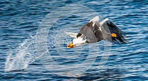 Adult Steller`s sea eagle fishing. Blue ocean background. Natural Habitat