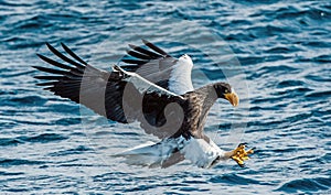 Adult Steller`s sea eagle is fishing. Blue water background.