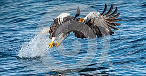 Adult Steller`s sea eagle fishing. Scientific name: Haliaeetus pelagicus.