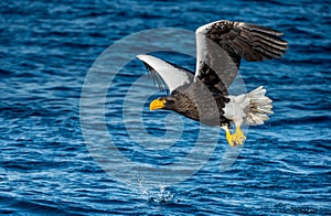 Adult Steller`s sea eagle fishing. Scientific name: Haliaeetus pelagicus. Blue ocean background.