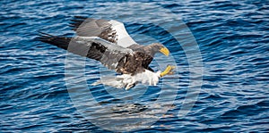 Adult Steller`s sea eagle fishing. Scientific name: Haliaeetus pelagicus. Blue ocean background. Natural Habitat