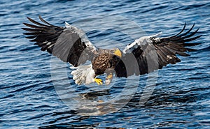 Adult Steller`s sea eagle fishing. Scientific name: Haliaeetus pelagicus. Blue ocean background. Natural Habitat