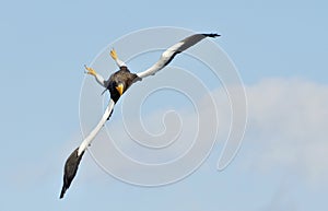 Adult Steller`s sea eagle in flight.