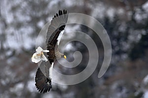 Adult Steller`s sea eagle in flight.