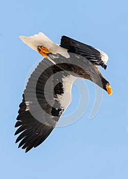 Adult Steller`s sea eagle in flight.
