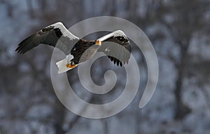 Adult Steller`s sea eagle in flight.