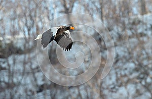 Adult Steller`s sea eagle in flight.