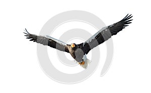 Adult Steller`s sea eagle in flight.