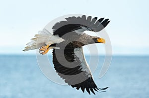 Adult Steller`s sea eagle in flight.