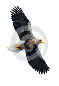 Adult Steller`s sea eagle in flight .