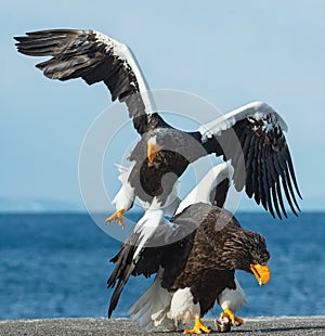 Adult Steller`s sea eagle in flight .