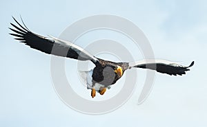 Adult Steller`s sea eagle in flight.