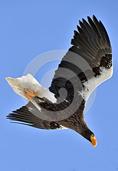 Adult Steller`s sea eagle in flight.