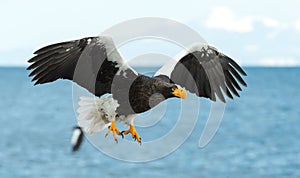 Adult Steller`s sea eagle in flight. Blue ocean and sky background