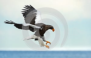 Adult Steller`s sea eagle in flight. Blue sky and ocean background.