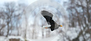 Adult Steller`s sea eagle in flight. Blue sky and winter mountain background.