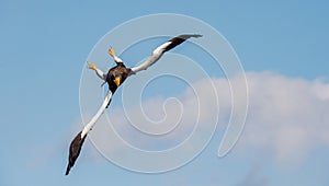 Adult Steller`s sea eagle in flight dive. Blue sky background. Scientific name: Haliaeetus pelagicus. Sky background. Natural