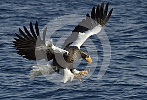 Adult Steller`s sea eagle in flight. Fishing