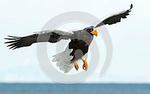 Adult Steller`s sea eagle in flight. front view