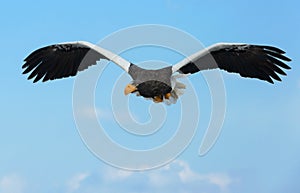 Adult Steller`s sea eagle in flight. Front view. Blue sky and ocean background.