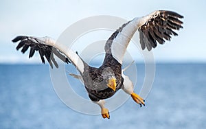 Adult Steller`s sea eagle in flight. Front view. Scientific name: Haliaeetus pelagicus. Blue sky and ocean background