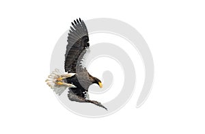 Adult Steller`s sea eagle in flight. Isolated on White background.