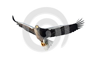 Adult Steller`s sea eagle in flight. Isolated on White background.