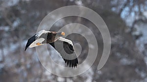 Adult Steller`s sea eagle in flight.