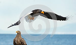 Adult Steller`s sea eagle in flight. Scientific name: Haliaeetus pelagicus.
