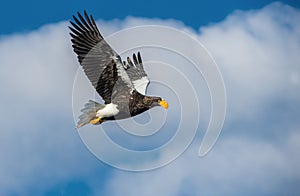 Adult Steller`s sea eagle in flight. Scientific name: Haliaeetus pelagicus. Sky background.