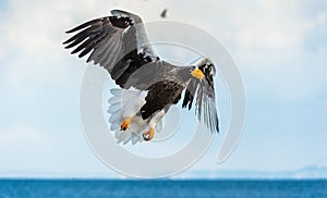 Adult Steller`s sea eagle in flight. Scientific name: Haliaeetus pelagicus. Sky background. Natural Habitat