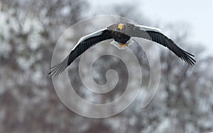 Adult Steller`s sea eagle in flight. Winter Mountain background.