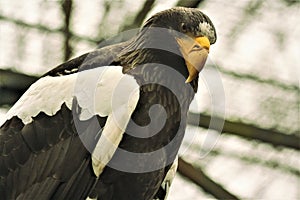 Adult Steller`s sea eagle Haliaeetus pelagicus