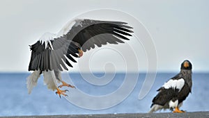 Adult Steller`s sea eagle landed and spread of wing. Scientific name: Haliaeetus pelagicus.