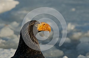 Adult Steller`s Sea-Eagle perched perched on packice and close-up of head