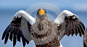 Adult Steller`s sea eagle spread its wings. Front view