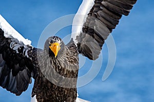 Adult Steller`s sea eagle spread its wings. Front view,