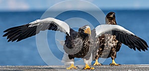 Adult Steller`s sea eagle spread its wings. Front view, Close up