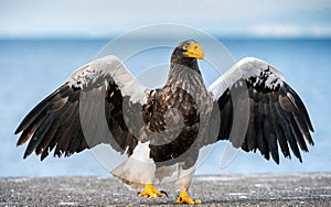 Adult Steller`s sea eagle spreading wings. Front view. Scientific name: Haliaeetus pelagicus. Blue ocean background. Natural