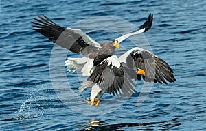 Adult Steller`s sea eagles fishing.