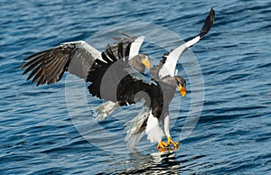 Adult Steller`s sea eagles fishing.