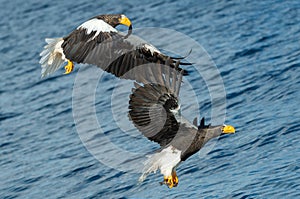 Adult Steller`s sea eagles fishing.