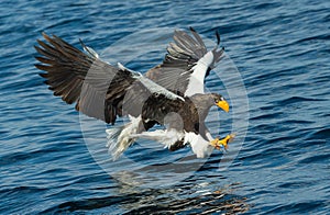 Adult Steller`s sea eagles fishing.