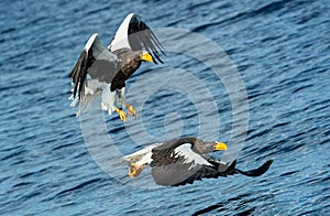 Adult Steller`s sea eagles fishing.